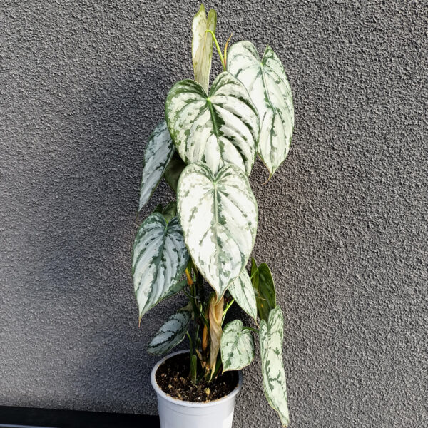 Filodendron Brandtianum