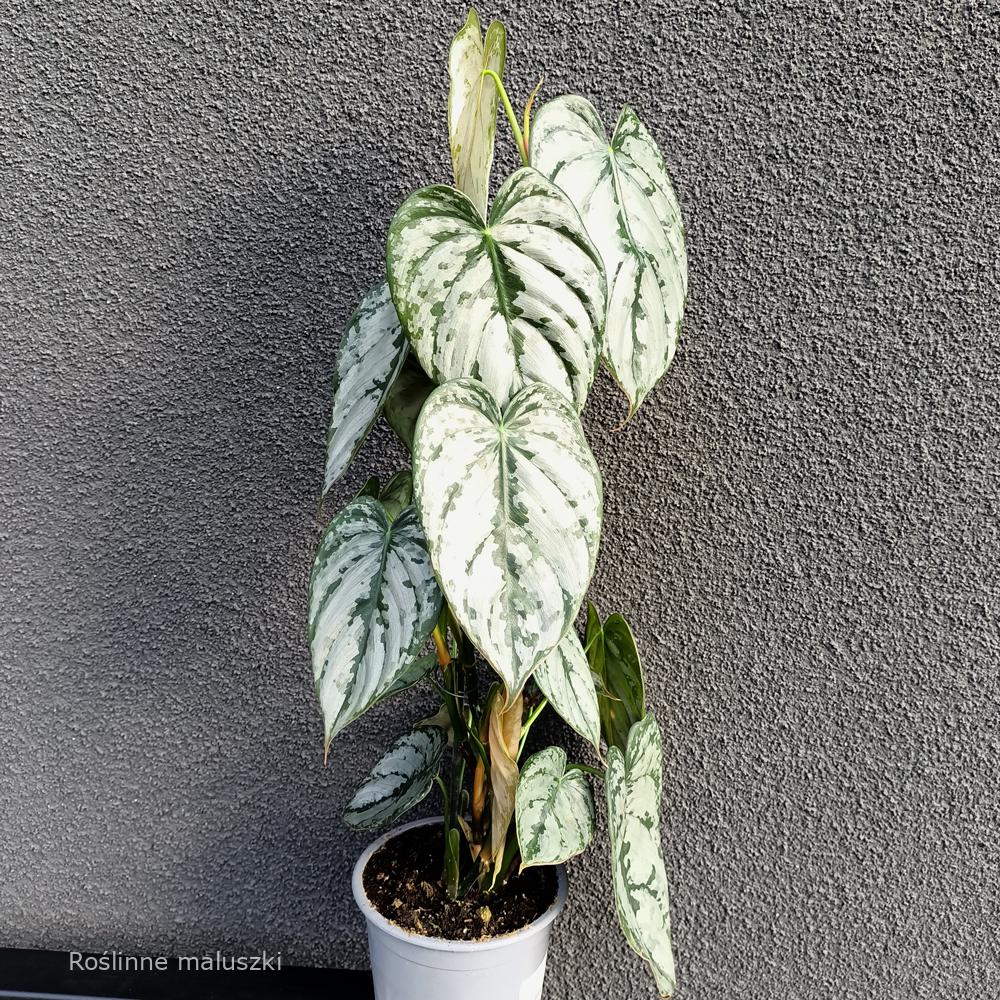 Filodendron Brandtianum