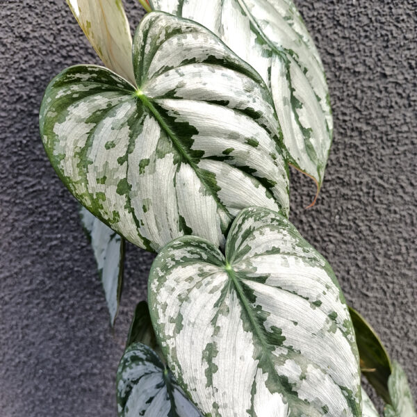 Filodendron Brandtianum