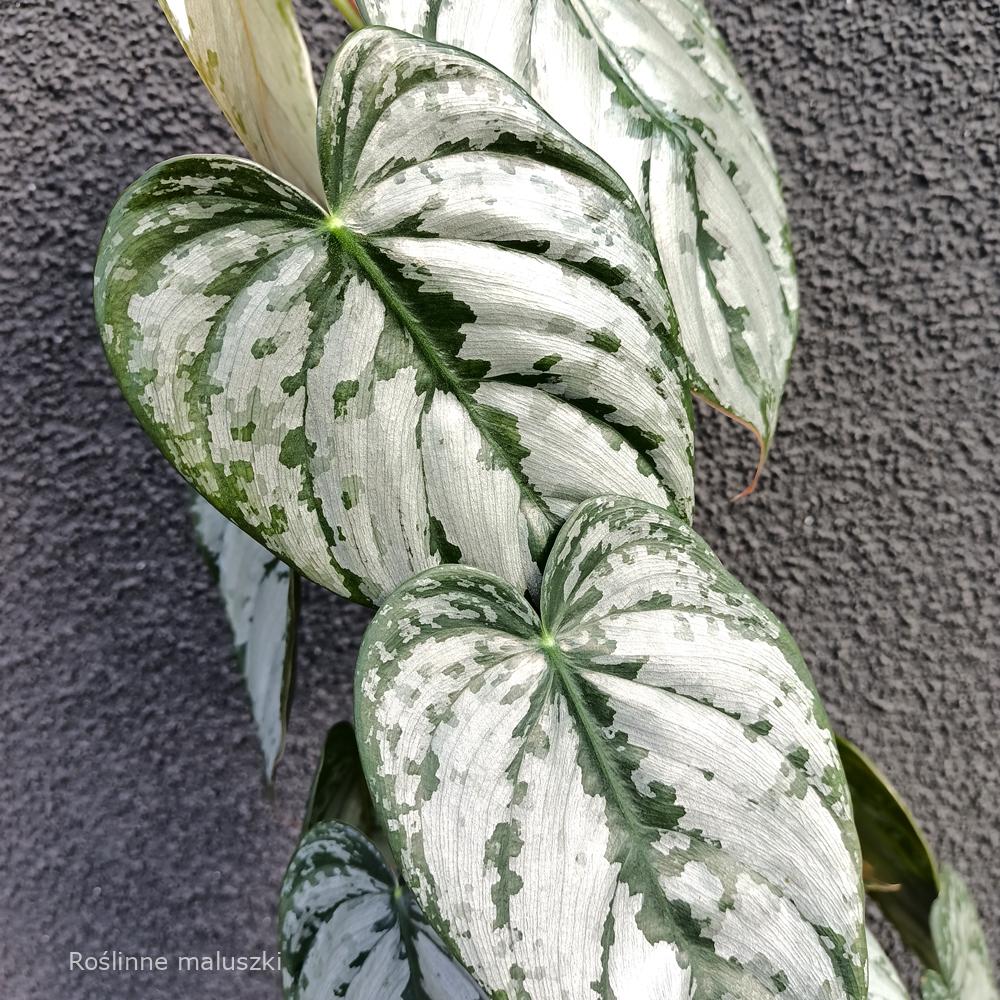 Filodendron Brandtianum