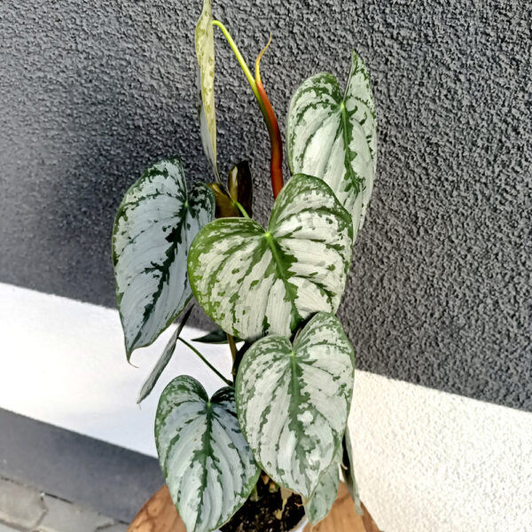 Filodendron Brandtianum