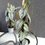 Filodendron Brandtianum