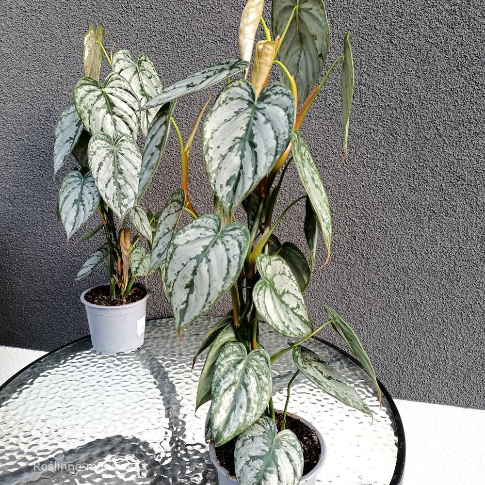 Filodendron Brandtianum