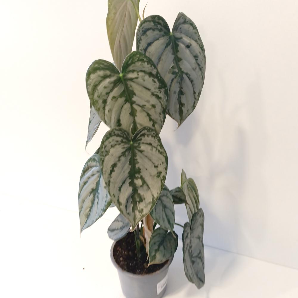 Filodendron Brandtianum