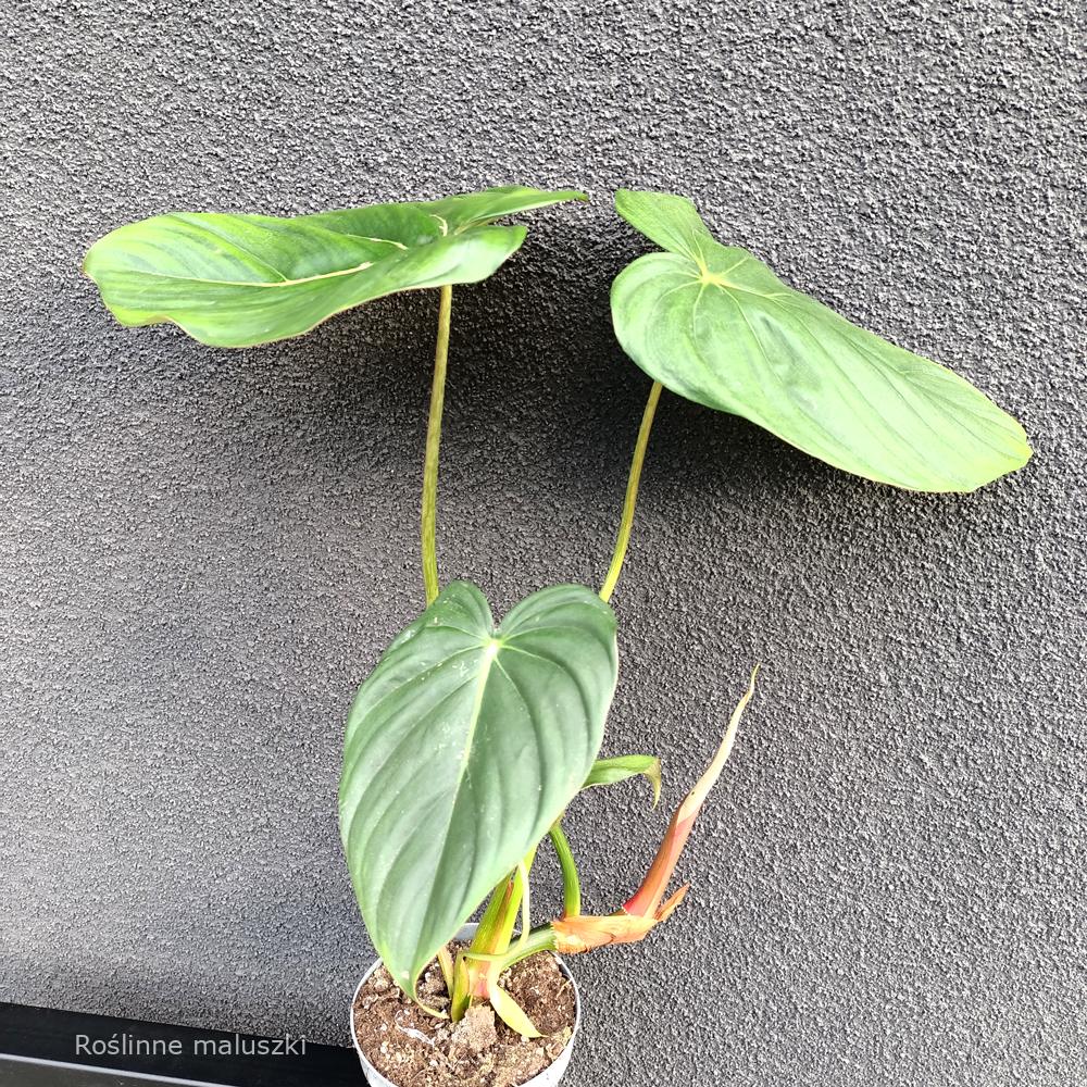 Filodendron Mcdowell