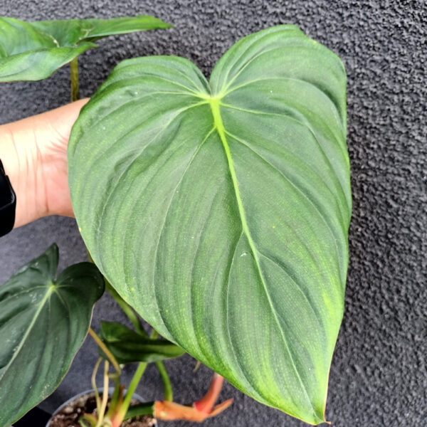 Filodendron Mcdowell