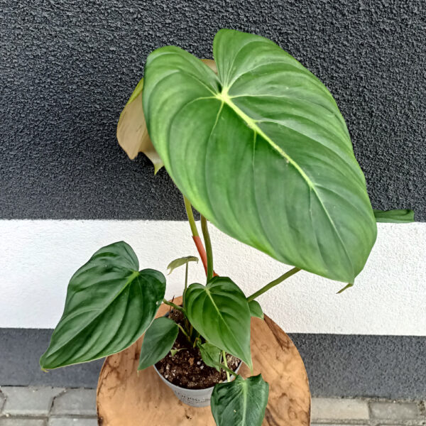 Filodendron Mcdowell