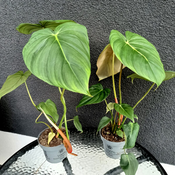 Filodendron Mcdowell