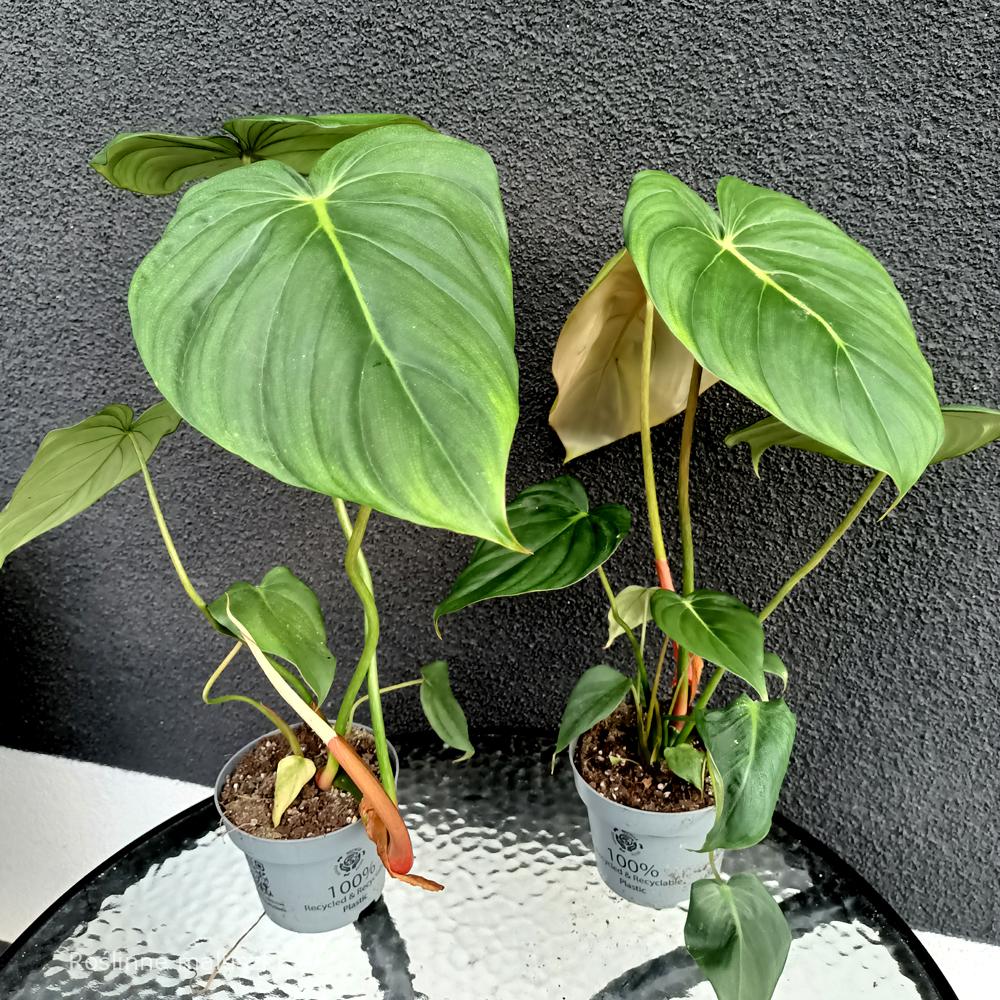 Filodendron Mcdowell