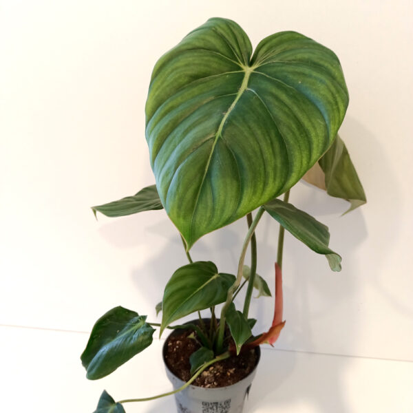 Filodendron Mcdowell