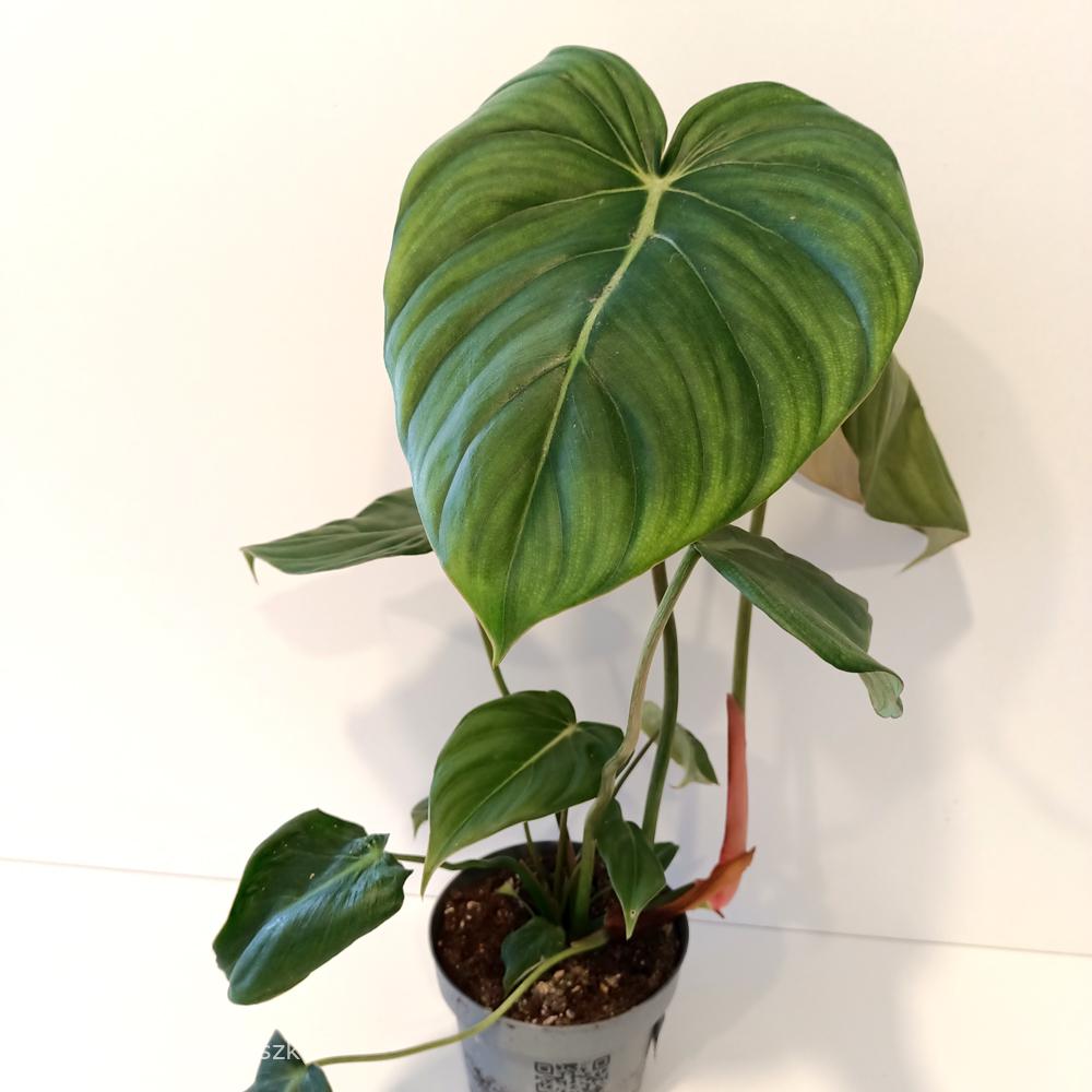 Filodendron Mcdowell