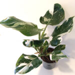 Filodendron White Wizard