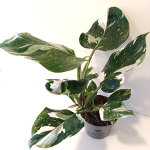 Filodendron White Wizard