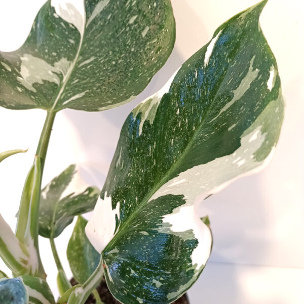 Filodendron White Wizard