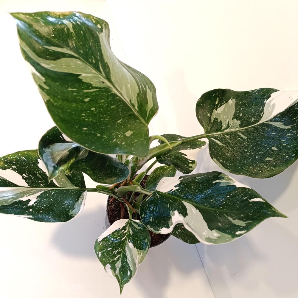 Filodendron White Wizard