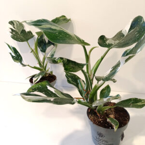 Filodendron White Wizard