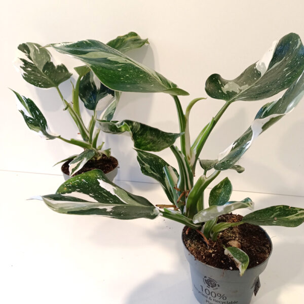 Filodendron White Wizard