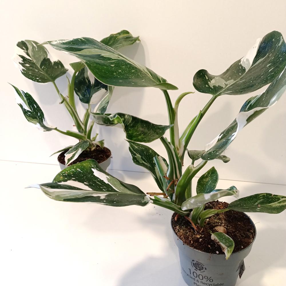 Filodendron White Wizard