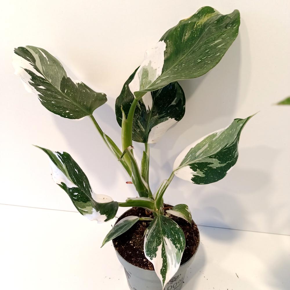 Filodendron White Wizard