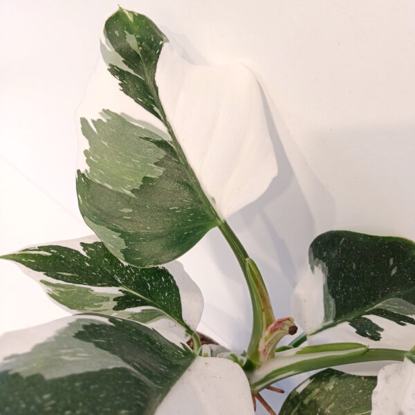 Filodendron White Wizard