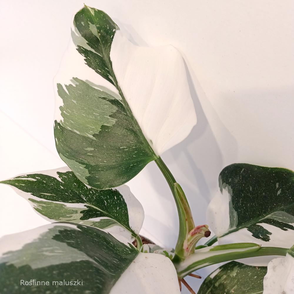 Filodendron White Wizard