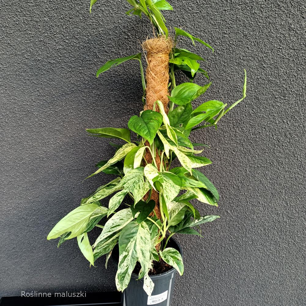 Epipremnum pinnatum Marble Variegata