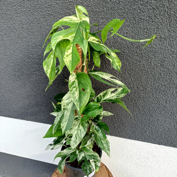 Epipremnum pinnatum Marble Variegata