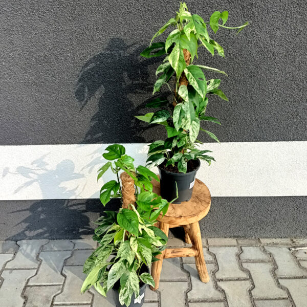 Epipremnum pinnatum Marble Variegata