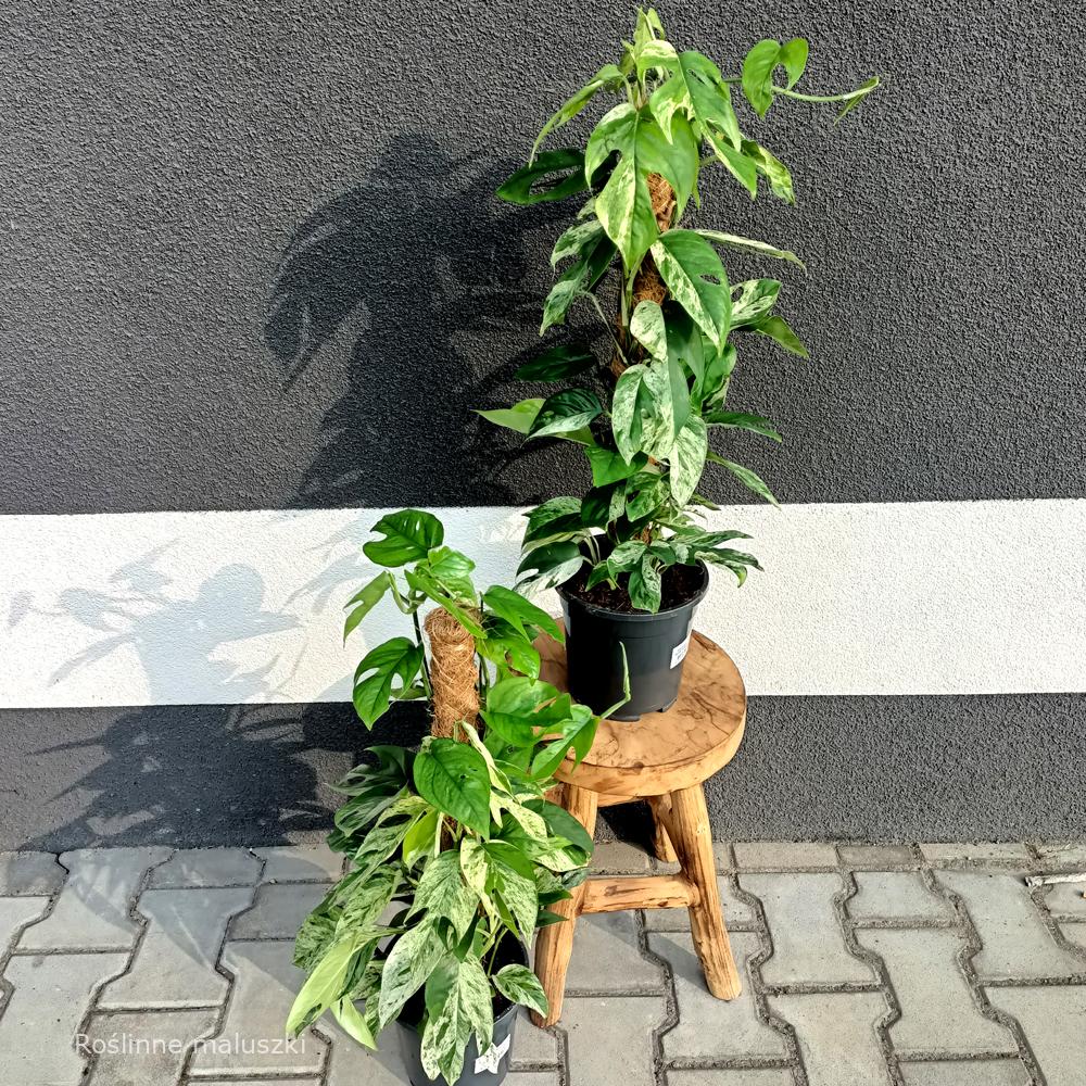 Epipremnum pinnatum Marble Variegata