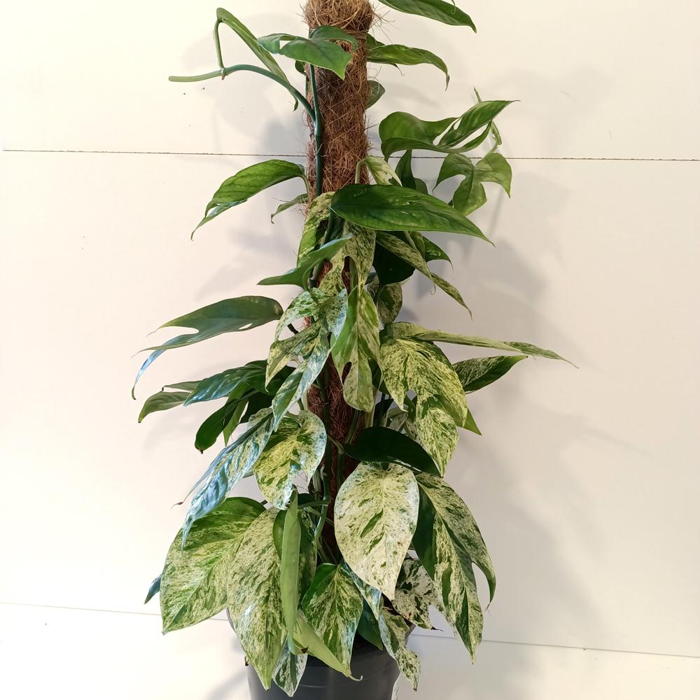 Epipremnum pinnatum Marble Variegata