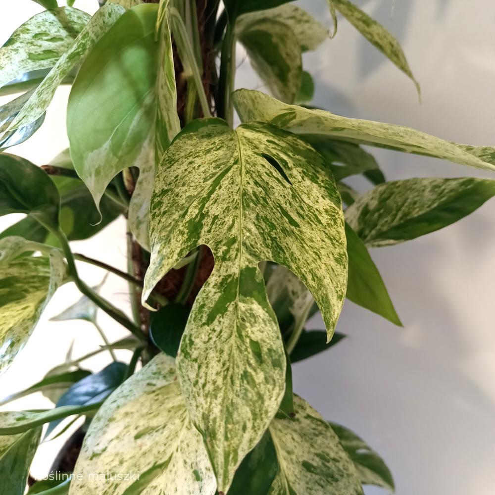Epipremnum pinnatum Marble Variegata