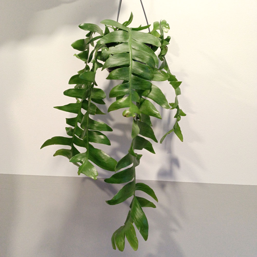 Epiphyllum chrysocardium