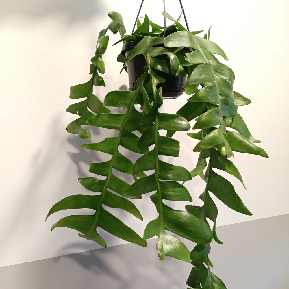 Epiphyllum chrysocardium