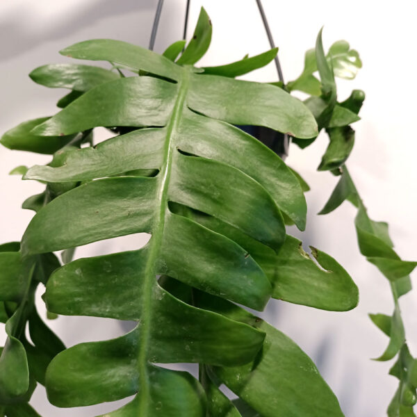 Epiphyllum chrysocardium