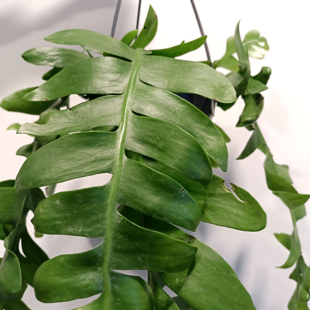 Epiphyllum chrysocardium