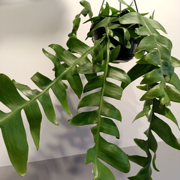 Epiphyllum chrysocardium