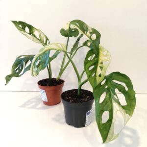 Monstera Obliqua variegata Ø8cm