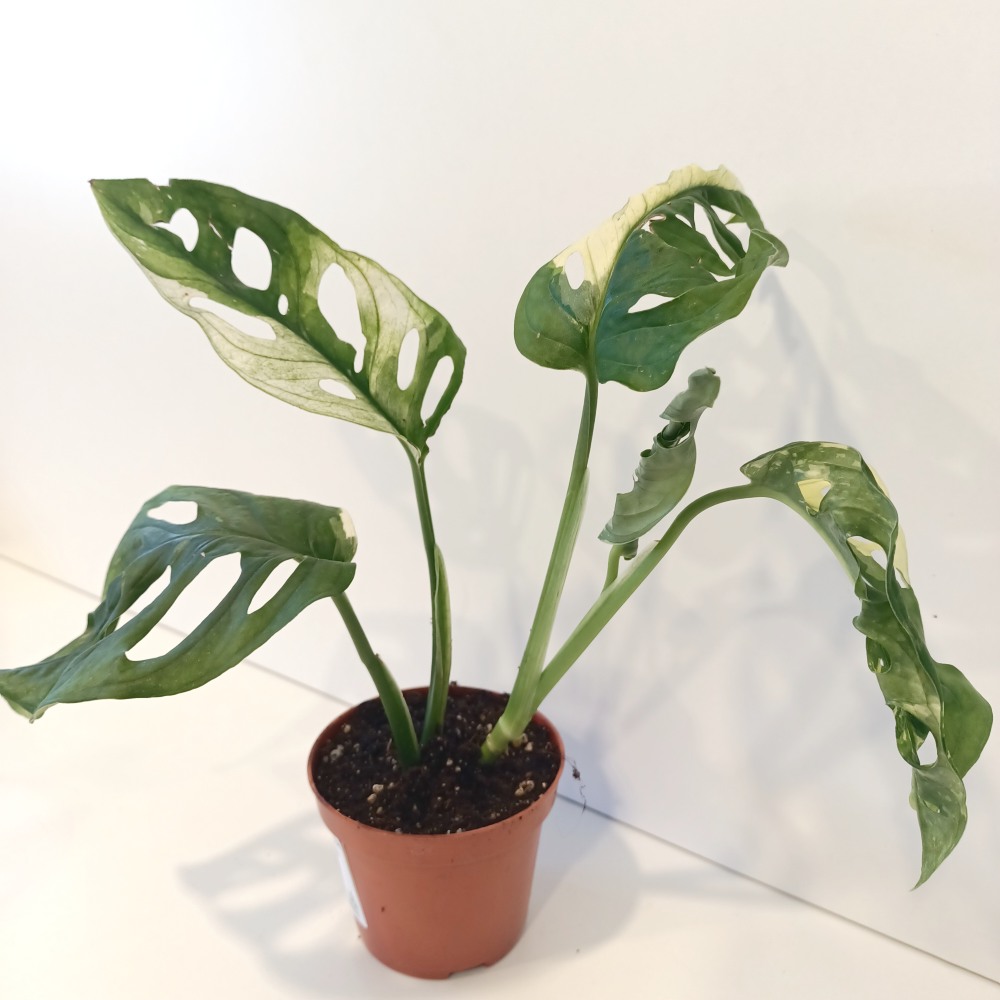 Monstera Obliqua variegata Ø8cm