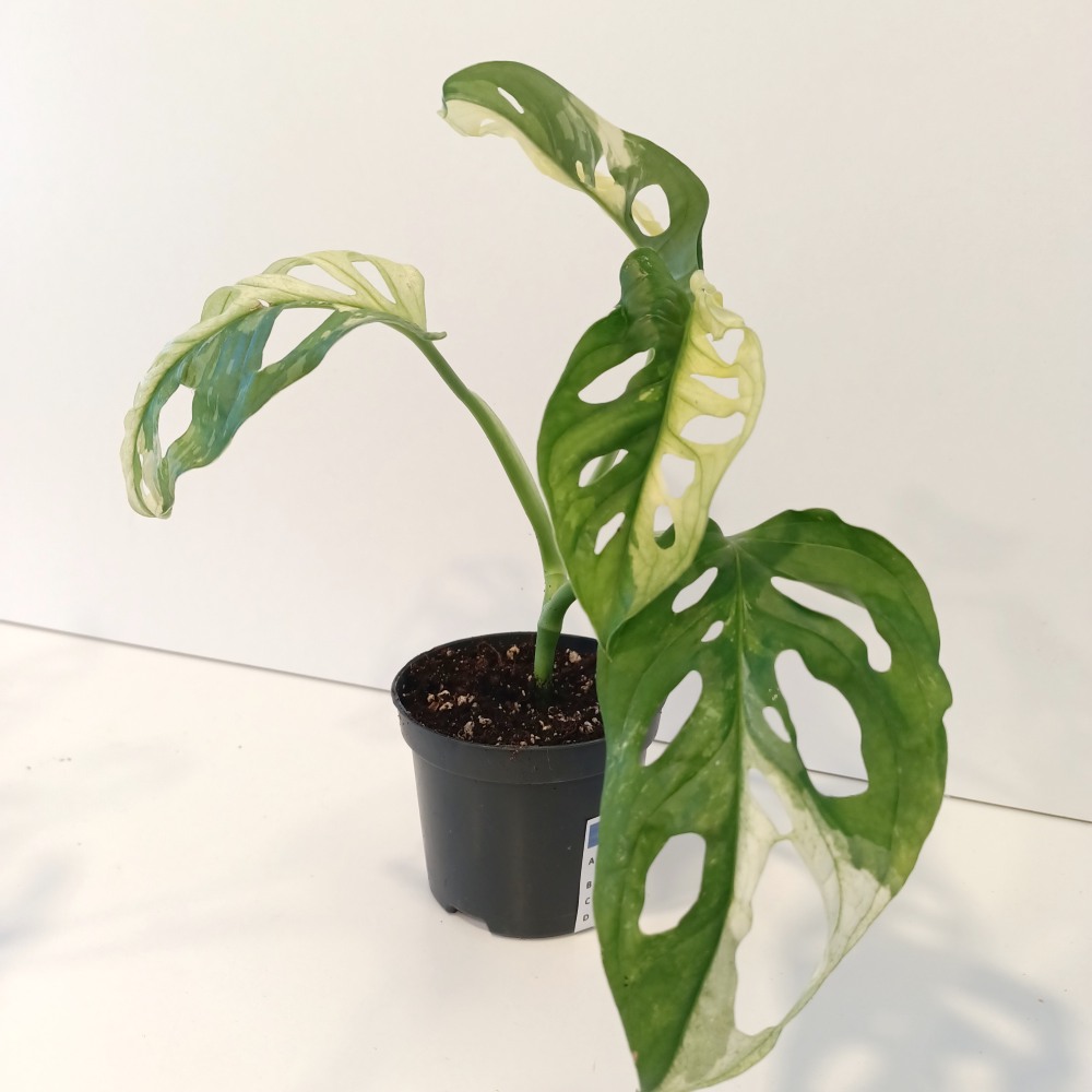Monstera Obliqua variegata Ø8cm