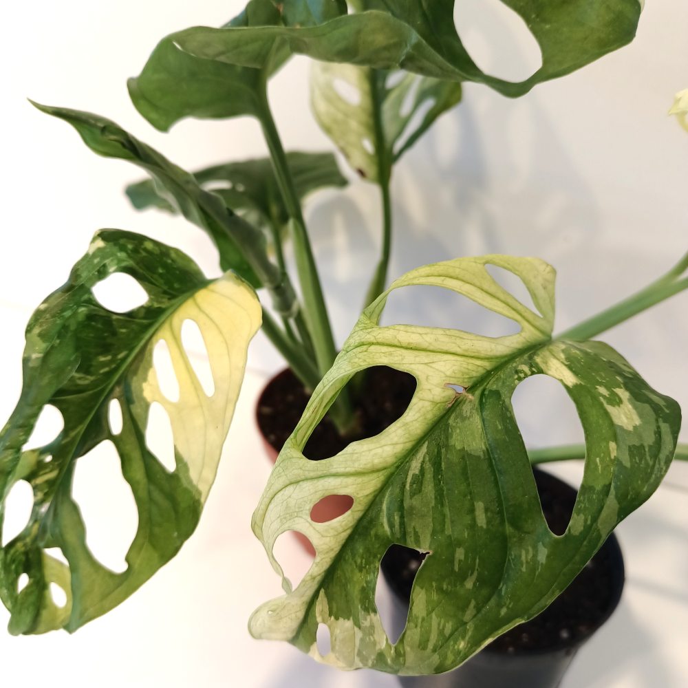 Monstera Obliqua variegata Ø8cm