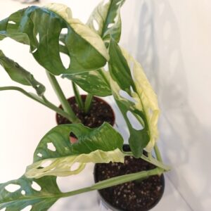 Monstera Obliqua variegata Ø8cm