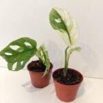 Monstera Obliqua variegata Ø6cm