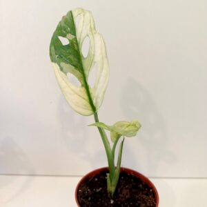 Monstera Obliqua variegata Ø6cm