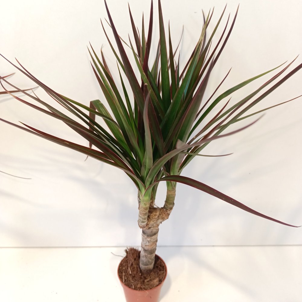 Dracaena Magenta