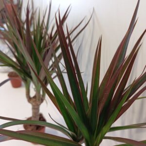 Dracaena Magenta