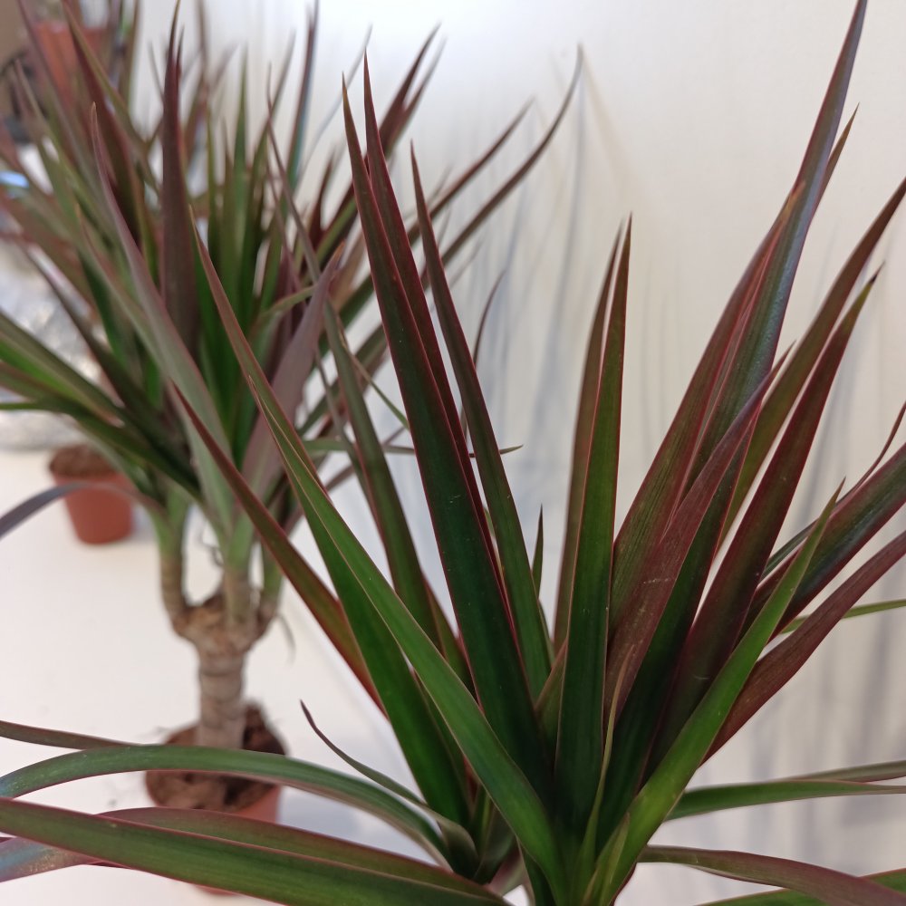 Dracaena Magenta