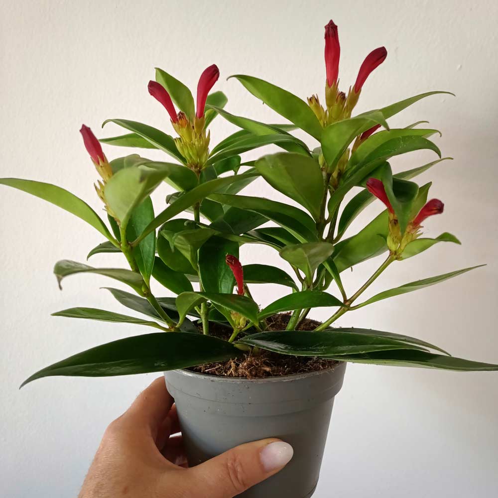 Aeschynanthus wspaniały