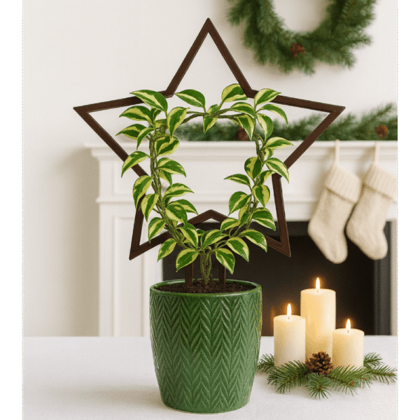 Podpórka brązowa gwiazda 2 (1)