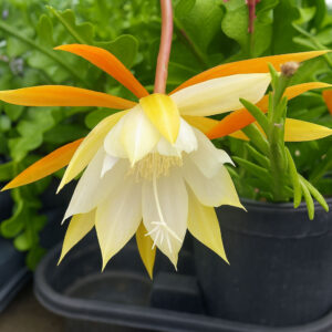 Epiphyllum anguliger Ø12cm-kaktus zygzak
