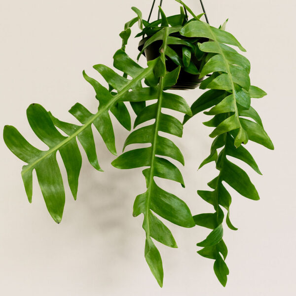 epiphyllum-chrysocardium Epiphyllum chrysocardium